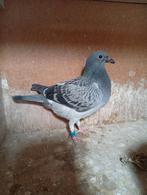 Postduiven jong moeder C den Ouden, Dieren en Toebehoren, Meerdere dieren, Postduif