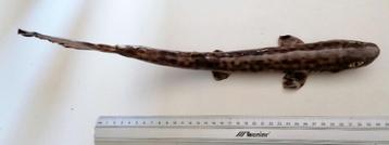 Opgezette Hondshaai  Scyliorhinus canicula beschikbaar voor biedingen