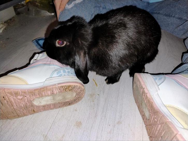 2 lieve tamme konijnen, Dieren en Toebehoren, Konijnen, Meerdere dieren, 3 tot 5 jaar