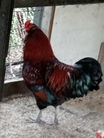 Prachtige gezonde araucana haan, Dieren en Toebehoren, Pluimvee, Kip, Mannelijk