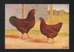 Pluimvee Kippen Rhode Island Red Boerderij, Van Gink., Ophalen of Verzenden, 1980 tot heden, Ongelopen, Vogel