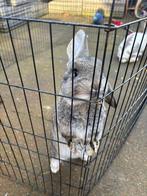 Konijn, Dieren en Toebehoren, Konijnen, Mannelijk, 0 tot 2 jaar