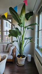 Strelitzia nicolai van 268cm, Ophalen, Zomer, Volle zon, Overige soorten