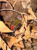 Dornastrilde man te koop, Dieren en Toebehoren, Vogels | Overige Vogels, Mannelijk, Tropenvogel