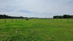 Stalling met weidegang, full service Maasbree, Weidegang, 4 paarden of pony's of meer