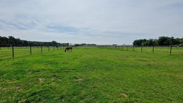 Stalling met weidegang, full service Maasbree beschikbaar voor biedingen