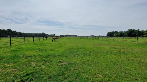 Stalling met weidegang, full service Maasbree, Dieren en Toebehoren, Stalling en Weidegang, Stalling, Weidegang, Toebehoren, 4 paarden of pony's of meer