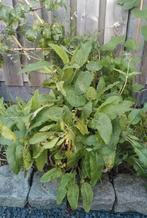 2x Inheemse VeldSalie - Biologisch Gekweekt, Ophalen, Overige soorten, Volle zon