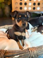Lieve jack russel black&tan pups te koop, Jack Russell Terriër, 8 tot 15 weken, Meerdere, Meerdere dieren