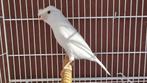 Gezocht: man witte kanarie, Mannelijk, Kleurkanarie