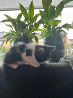 Kittens poesjes/katertjes, Dieren en Toebehoren, Katten en Kittens | Overige Katten, Meerdere dieren, Kortharig, 0 tot 2 jaar