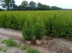 coniferen thuja brabant, Ophalen, Conifeer, 100 tot 250 cm