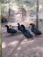 Cayuga eenden koppel, Dieren en Toebehoren, Pluimvee, Meerdere dieren, Eend