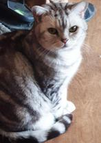 Goed huisje gezocht brits korthaar silver tabby blotched, Dieren en Toebehoren, Katten en Kittens | Raskatten | Korthaar, Kater
