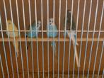 Grasparkieten te koop, Meerdere dieren, Parkiet
