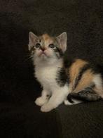 Een nestje hele mooie en gezonde boerderij kittens, Dieren en Toebehoren, Katten en Kittens | Raskatten | Korthaar, Meerdere dieren