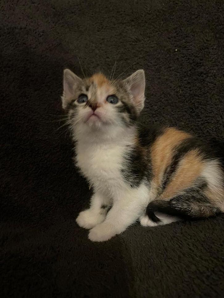 Een nestje hele mooie en gezonde boerderij kittens, Dieren en Toebehoren, Katten en Kittens | Raskatten | Korthaar, Meerdere dieren