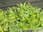 Gratis cherry tomaat planten, Tuin en Terras, Ophalen, Volle zon, Groenteplanten, Eenjarig