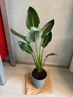Strelitzia Nicolai, Huis en Inrichting, Ophalen, Halfschaduw, Minder dan 100 cm