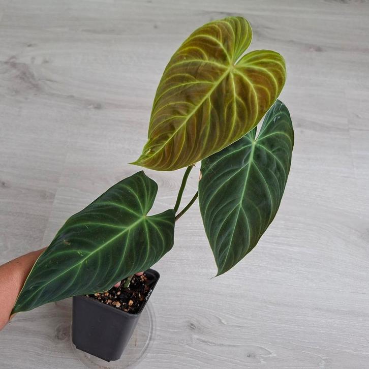 Philodendron Splendid Stek, Huis en Inrichting, Kamerplanten, Overige soorten, Minder dan 100 cm, Groene kamerplant, Halfschaduw