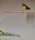 4-3-1 citroenborst edelzanger, Meerdere dieren, Tropenvogel, Geringd