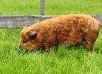 Stamboek kune kune varken, Dieren en Toebehoren, Vrouwelijk, Varken, 3 tot 5 jaar