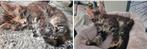 Maine Coon  met stamboom, Dieren en Toebehoren, Katten en Kittens | Raskatten | Langhaar, Kater, Gechipt