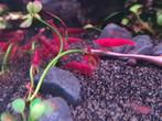 ❤️🦐 €1,75 per stuk. Bloody Mary High Grade Garnalen🦐❤️, Kreeft, Krab of Garnaal, Zoetwatervis, Schoolvis