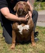 Bully XL Teefje | Choclate Tri Ghost | 9 Maandjes oud, Dieren en Toebehoren, Honden | Dekreuen, 15 weken tot 1 jaar, CDV (hondenziekte)