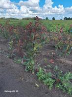 Photinia frasseri red robin, glansmispel tot 100 cm, Tuin en Terras, Ophalen of Verzenden, Overige soorten, Minder dan 100 cm
