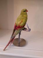 Bergparkiet taxidermie, Ophalen of Verzenden, Insect, Opgezet dier