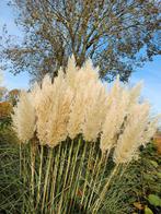 Pluimen 5 voor €2, Tuin en Terras, Ophalen of Verzenden, Overige soorten, Volle zon