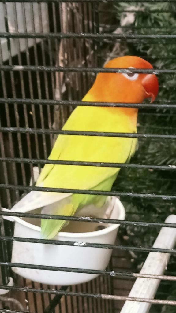 Prachtige brr agapornis fisheri opaline groen pale fallow, Dieren en Toebehoren, Vogels | Parkieten en Papegaaien, Dwergpapegaai of Agapornis