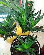 HAWORTHIA groene kamerplant (Sterplant)., Ophalen, Overige soorten, Halfschaduw, In pot