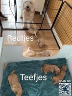 Labradoodle pups medium multigen volledig getest, Rabiës (hondsdolheid), Overige rassen, 8 tot 15 weken, Meerdere