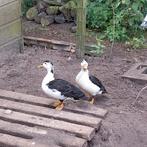 2 kwaker woerden, Dieren en Toebehoren, Pluimvee, Mannelijk, Eend