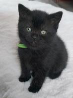 3 mooie en lieve kindvriendelijke brits korthaar kittens, Dieren en Toebehoren, Katten en Kittens | Raskatten | Korthaar