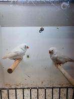 Te koop koppel charcoal masker zwarteoogen, Meerdere dieren