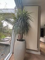 Mooie Kamerplant - Eyecatcher! Excl pot., Huis en Inrichting, Kamerplanten, Ophalen, 100 tot 150 cm, Overige soorten, Halfschaduw