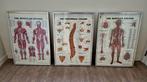 Anatomische afbeeldingen ingelijst! Zeer decoratief!, Antiek en Kunst, Antiek | Schoolplaten, Ophalen, Natuur en Biologie