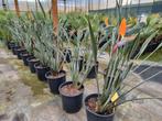 Strelitzia parvifolium, Tuin en Terras, Planten | Tuinplanten, Ophalen, Zomer, Overige soorten, Volle zon
