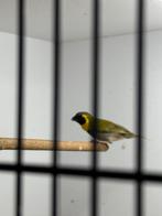 Te koop 2 kleine Cubavinken, Dieren en Toebehoren, Vogels | Overige Vogels, Meerdere dieren, Tropenvogel