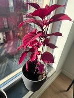 Mooie siernetel plant met grijze pot, Huis en Inrichting, Kamerplanten, Ophalen of Verzenden, Overige soorten, Minder dan 100 cm