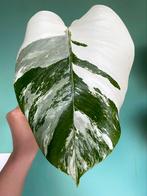 Topkwaliteit Monstera Albo Variegata / wit marble mint, Ophalen, Overige soorten, Minder dan 100 cm