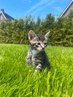 Cyperse kater (cyperse kittens), Kater, Ontwormd, 0 tot 2 jaar