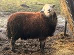Herdwick ram, Dieren en Toebehoren, Meerdere dieren, Schaap