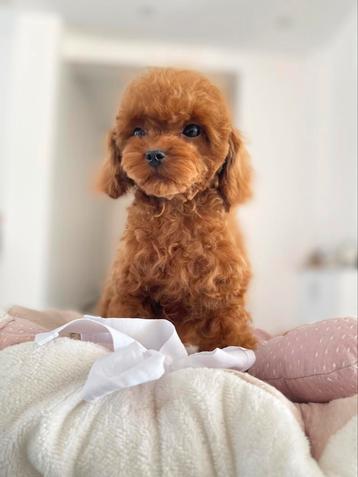 Exclusieve Maltipoo 1.5 kilo pup (Maltezer/Azian Toy Poedel) beschikbaar voor biedingen