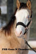 American Paint, American Quarter en American Indian Horse, Dieren en Toebehoren, Paarden, Minder dan 160 cm, Met stamboom, Niet van toepassing