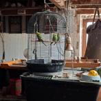 Jonge grasparkietjes, Dieren en Toebehoren, Vogels | Parkieten en Papegaaien, Meerdere dieren, Parkiet