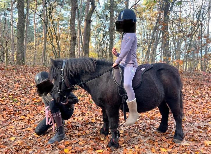 Shetlander lease,bijrijder, verzorger gezocht, leasen pony, Dieren en Toebehoren, Paarden en Pony's | Overige Paardenspullen, Gebruikt